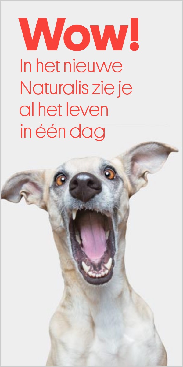 Frame 2: Wow! In het nieuwe Naturalis zie je al het leven in één dag
