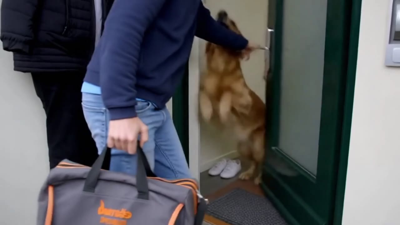 Bij de voordeur springt een hond op